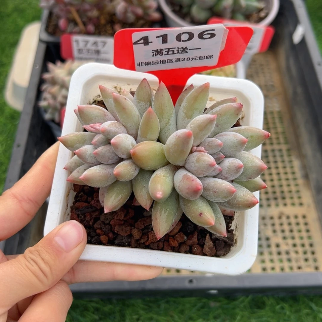 表妹精品多肉4106.
