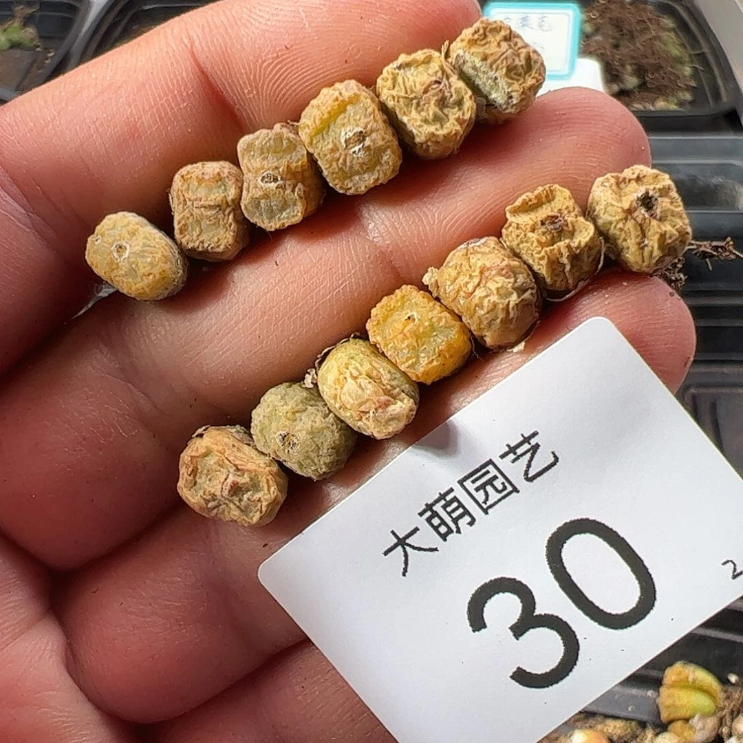 000030量拍以下1颗MG1456.7冰渣火柴勋章