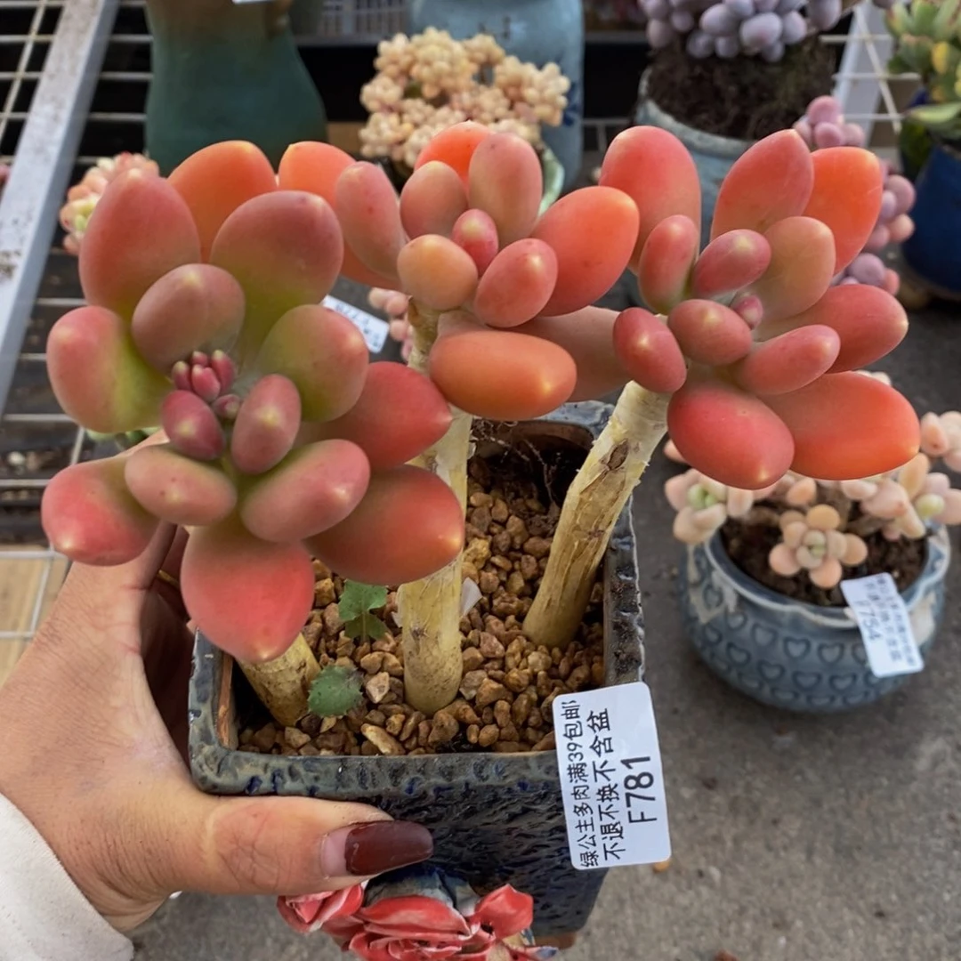 金蟾781/10cm多肉