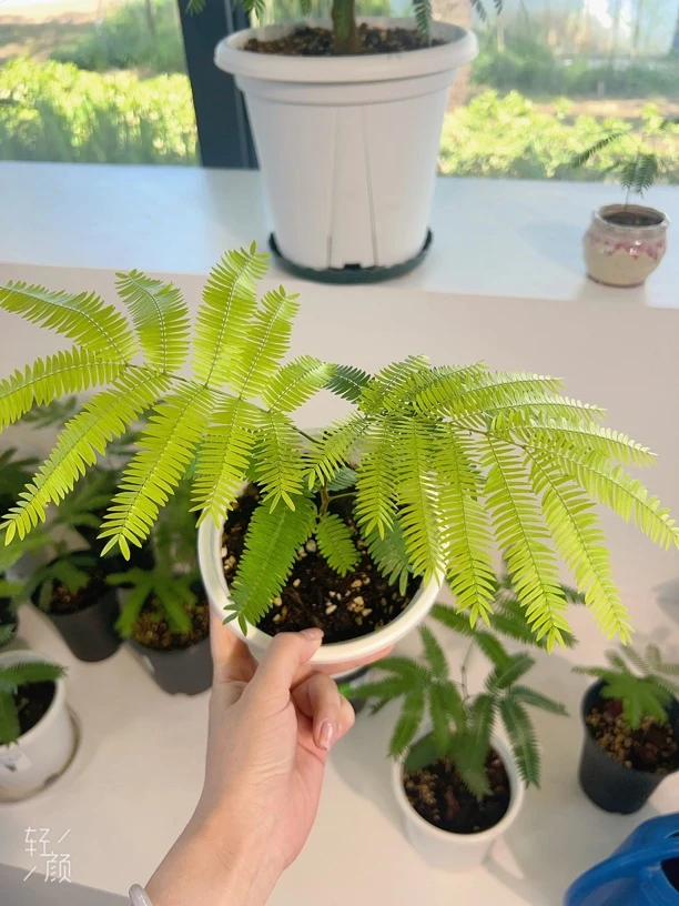 密叶猴耳环室内观叶耐阴好养适合客厅办公桌的绿植盆栽