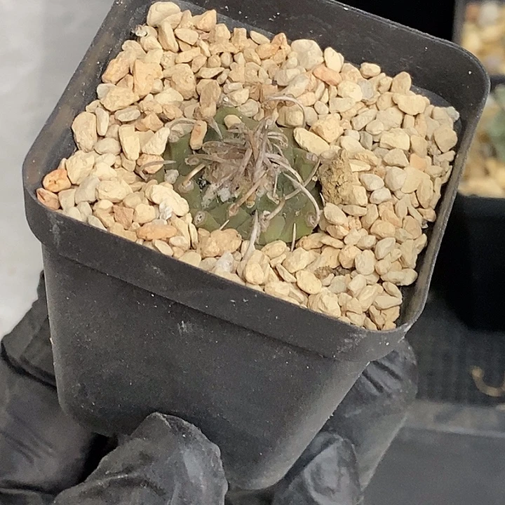 福利款娇丽升云龙一个仙人球