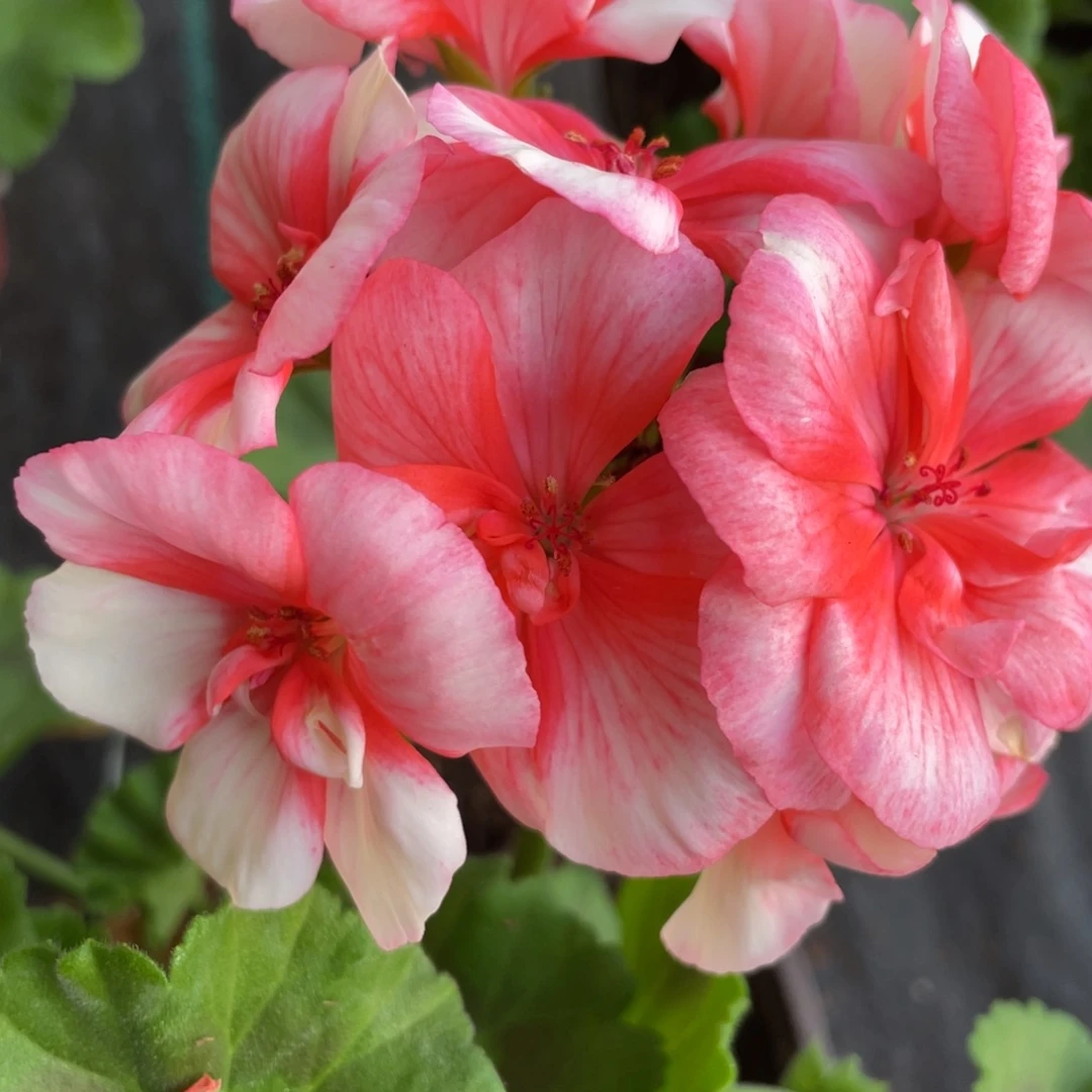 完全开放甜心珊瑚