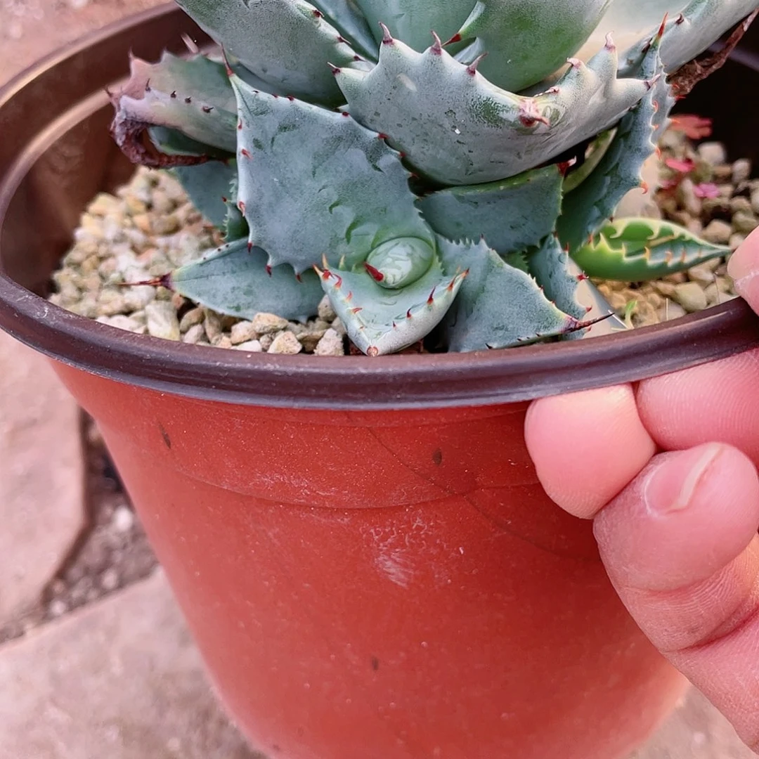 知***乐甲蟹侧牙两颗包邮龙舌兰