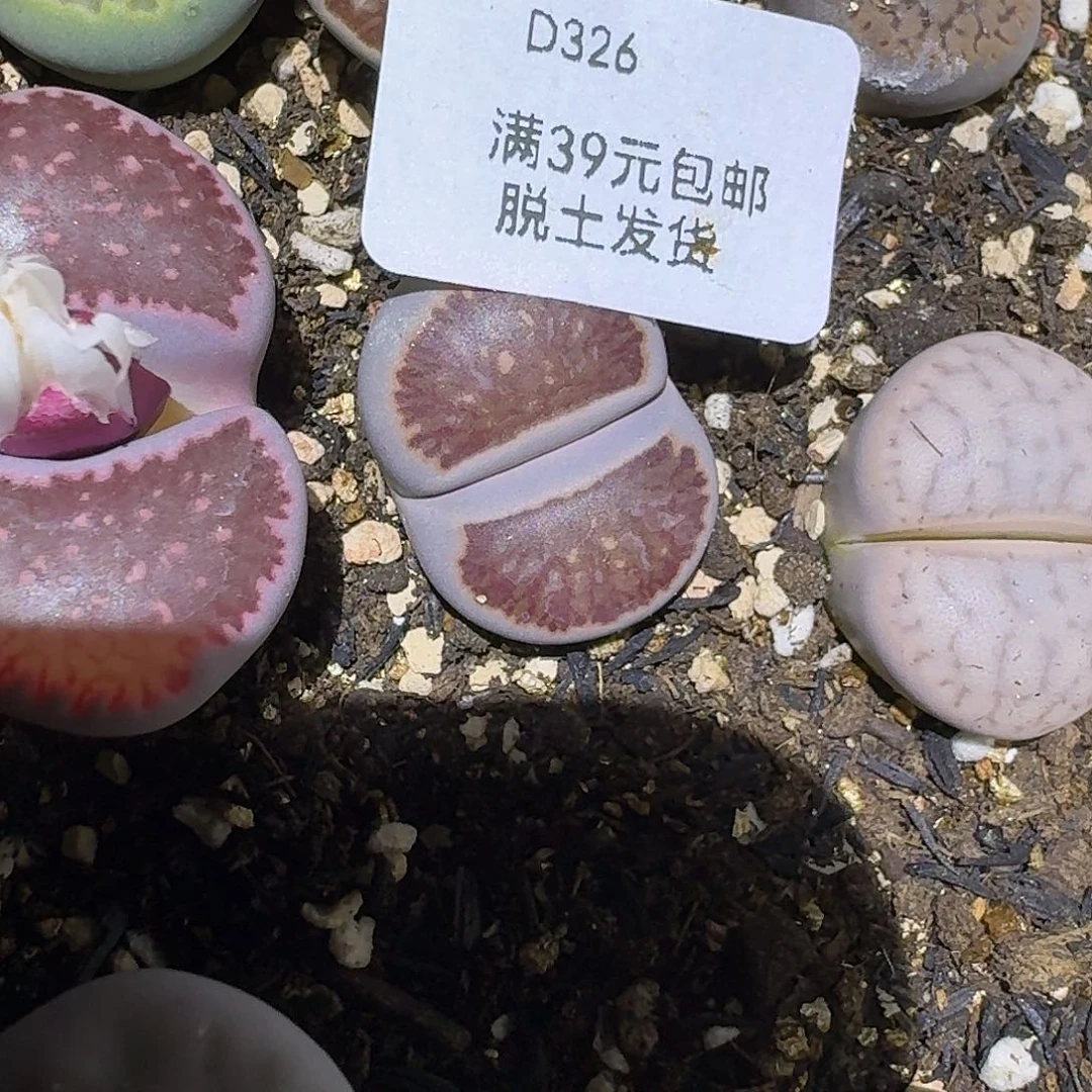 °***326多肉哈哈哈哈哈哈