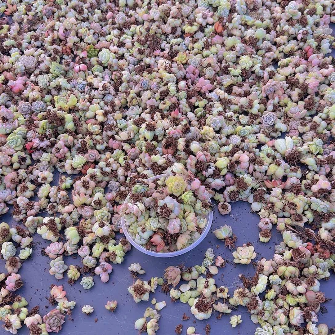 饭盒小苗保底50颗