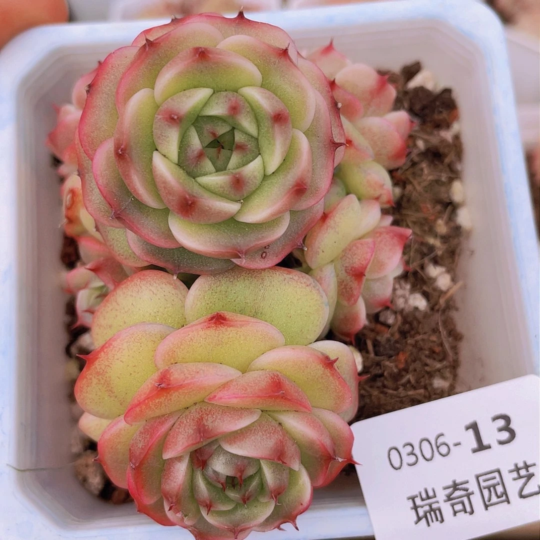 0000000000000013量拍