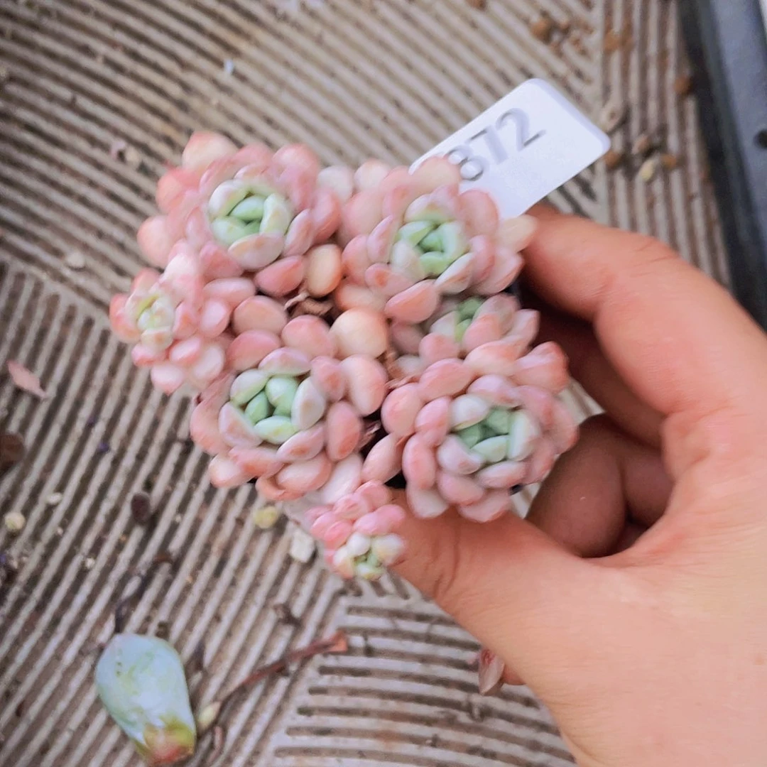 872  小红蛋       量拍