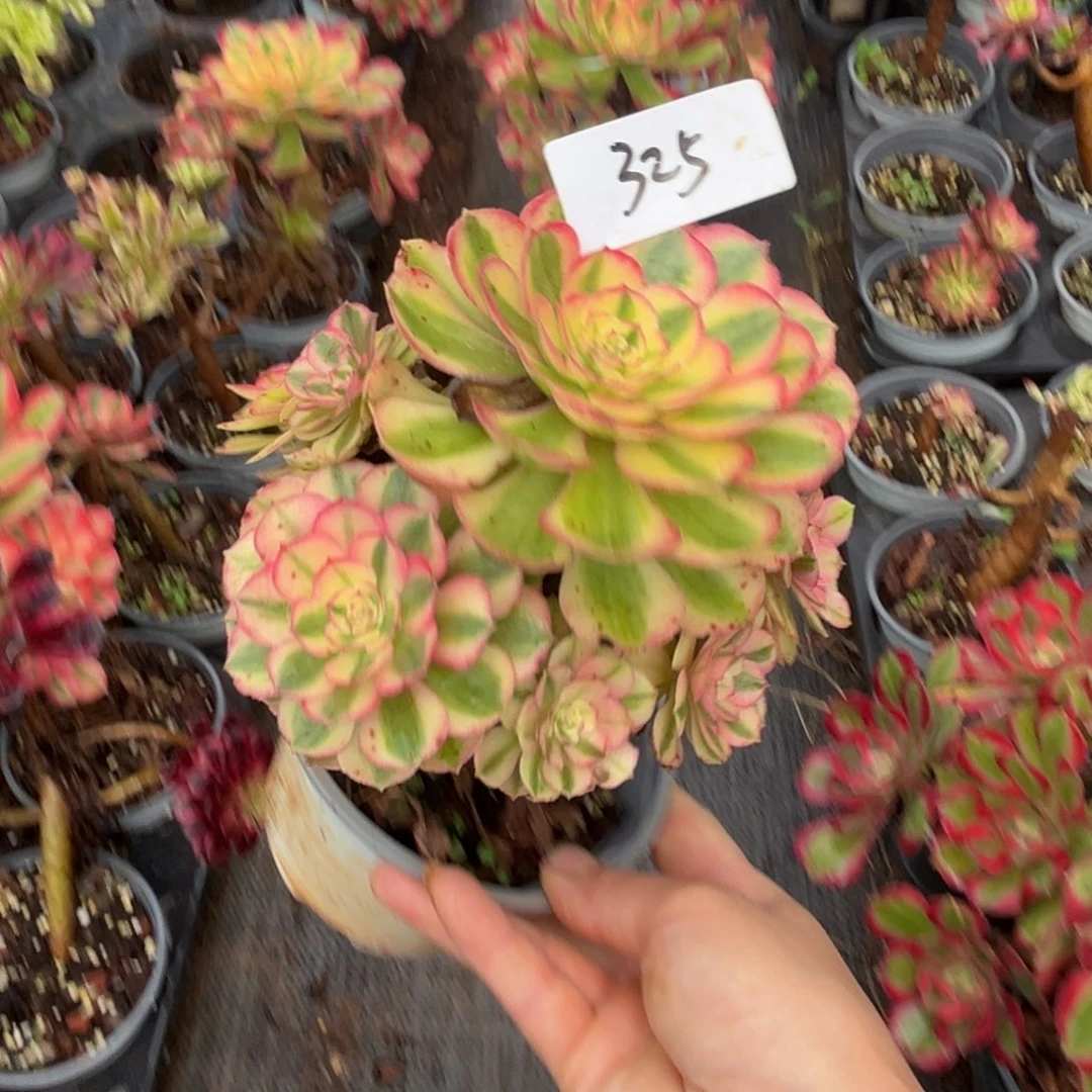 多肉植物325脱土的