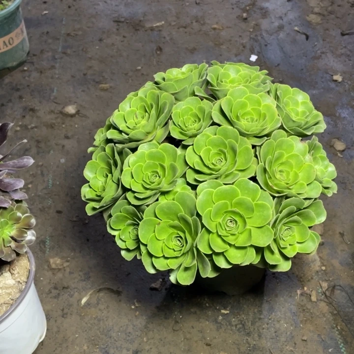 2鸡蛋多肉多肉植物