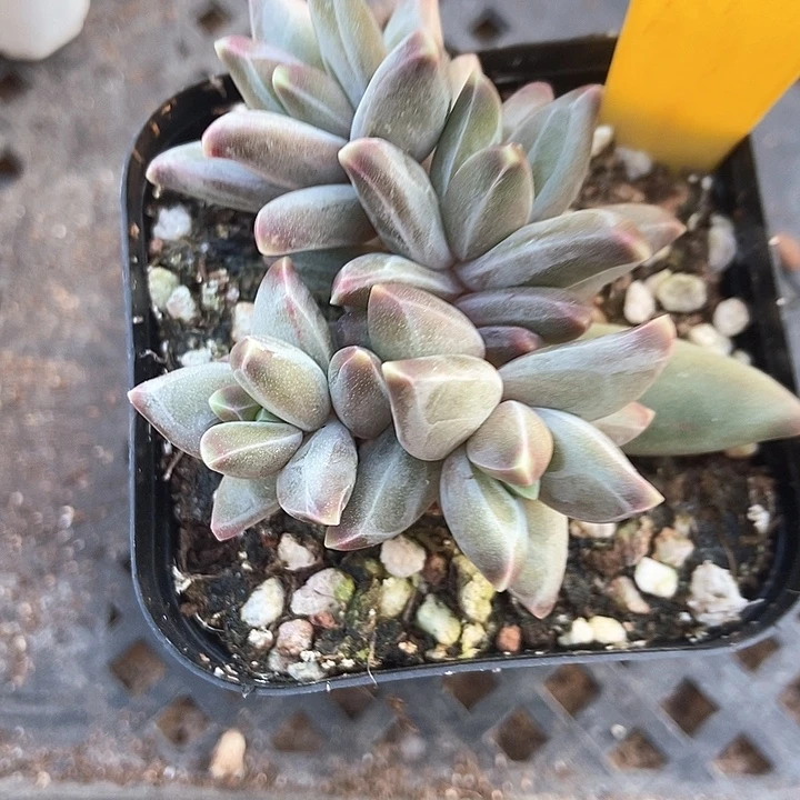 多肉植物梵高美人群890