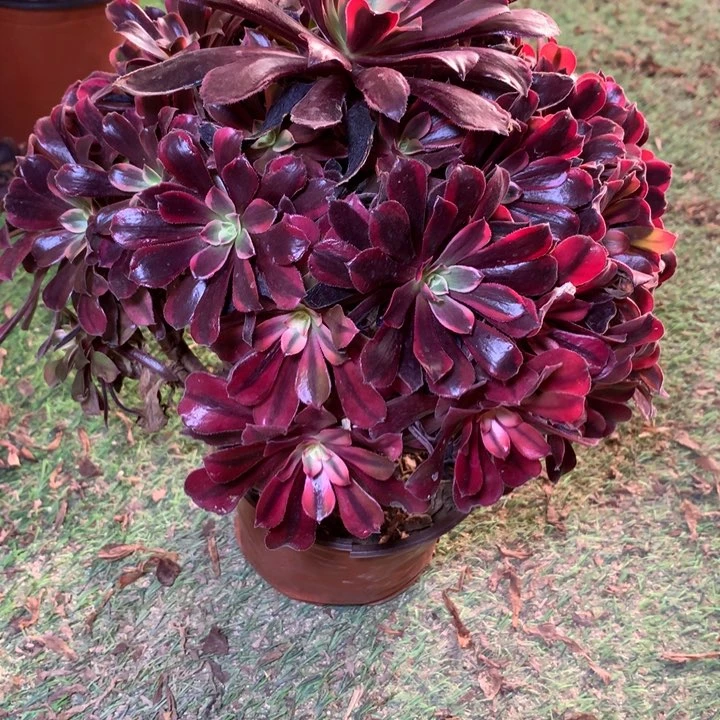 文*513多肉植物一物一拍