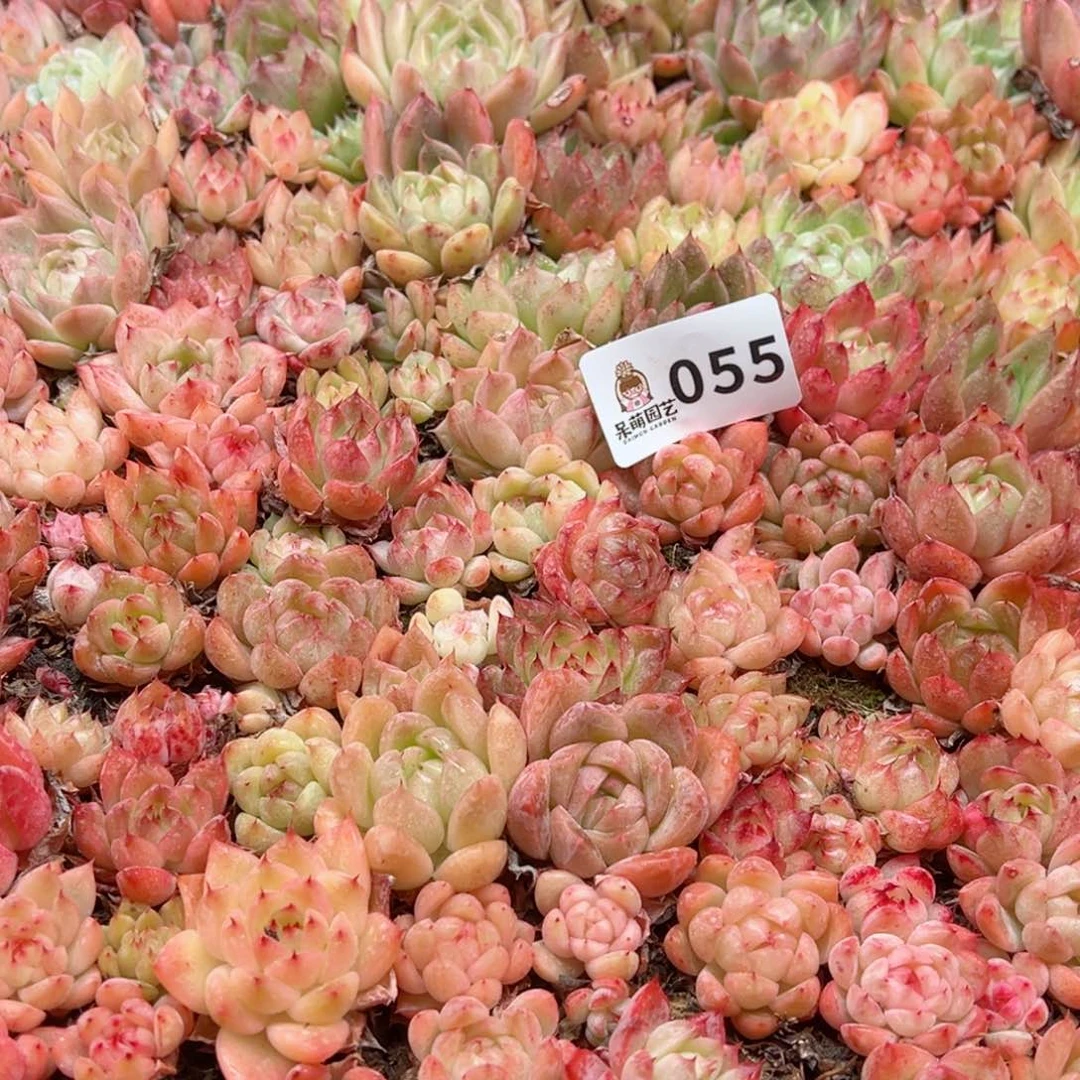 娜多肉植物多肉植物