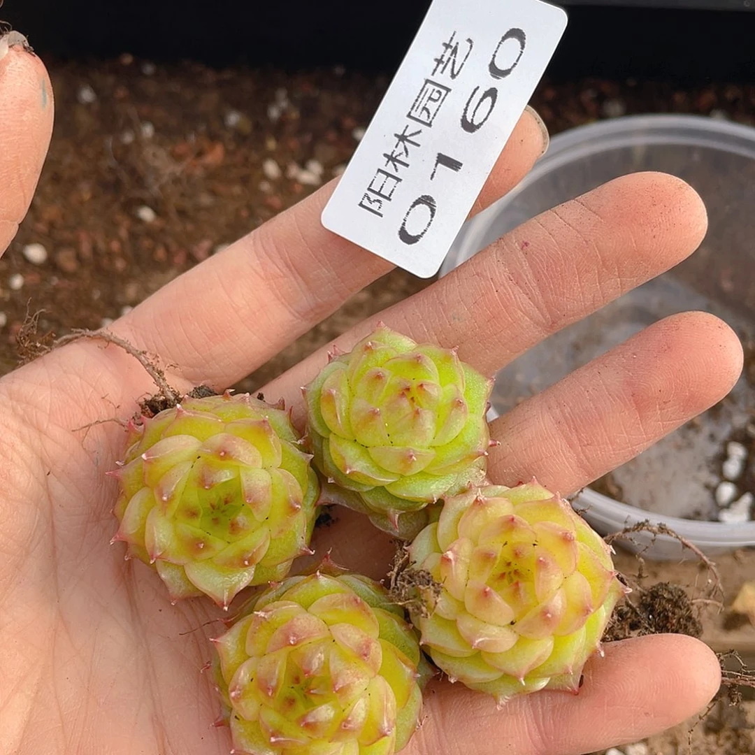 多肉植物多肉植物160