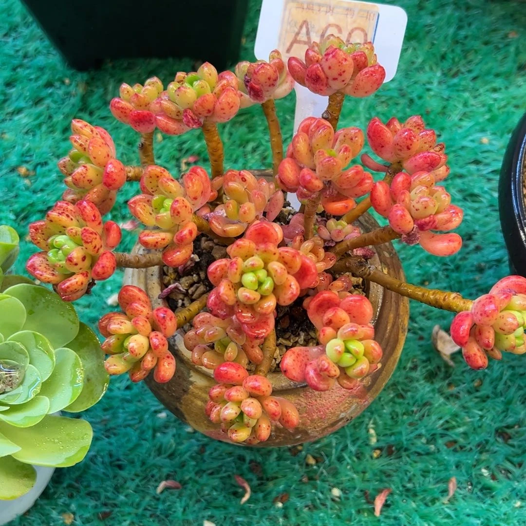 香格里拉，，，，，，，，，，，，，，