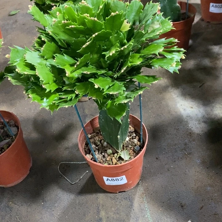 当前无花栽培后可以开花苏*882白玛丽