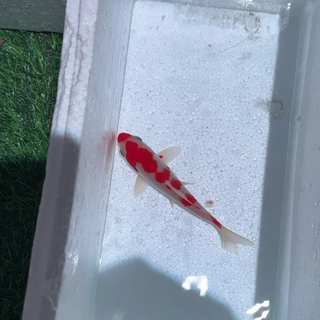海水鱼锦鲤观赏鱼锦鲤