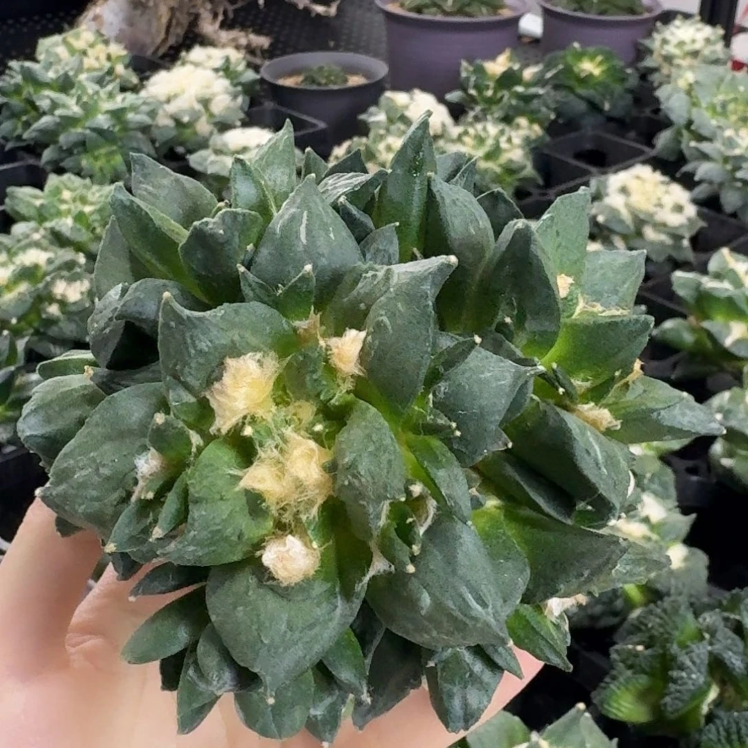 青瓷怒涛杂交群生福利价