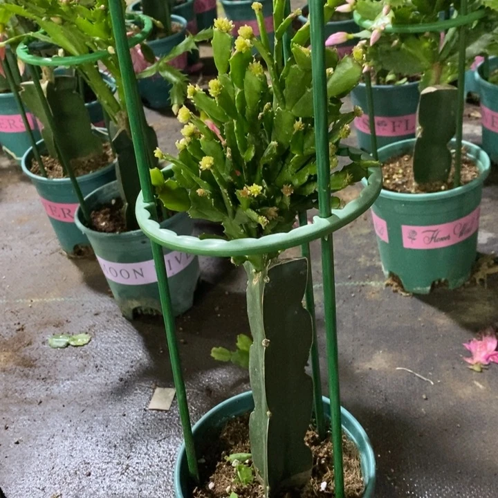 当前无花栽培后可以开花幸****珍615嫁接050