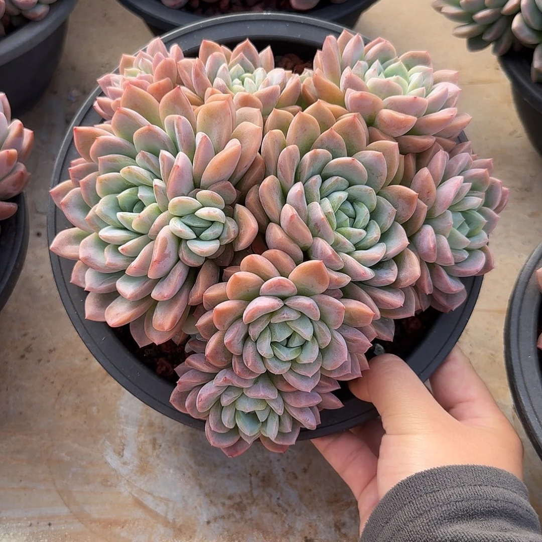 粉冰玉整无砍老桩群生