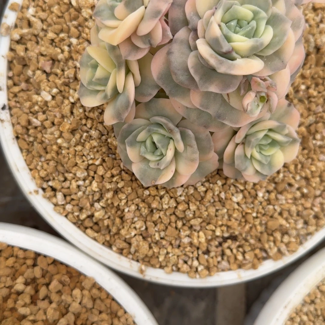 金***蓝粉丝灯牌折扣链接可爱玫瑰锦