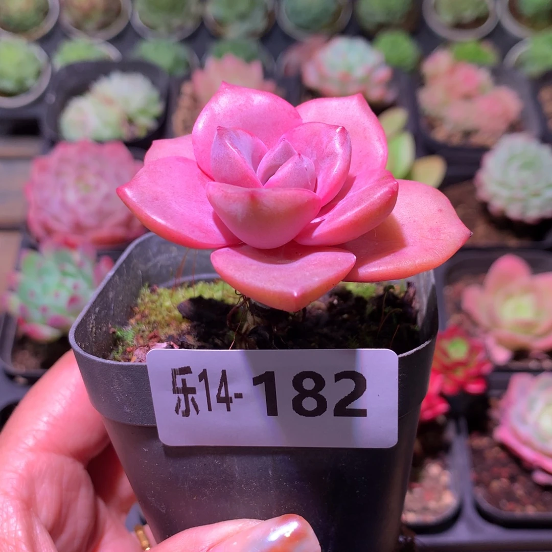 乐然14-182 彩虹糖