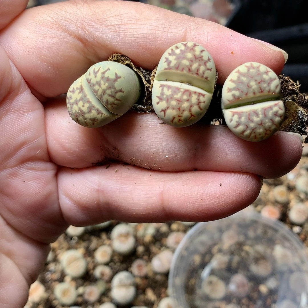 A56多肉植物保护