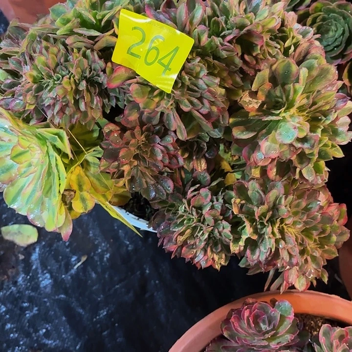 唐***少多肉植物福利264个
