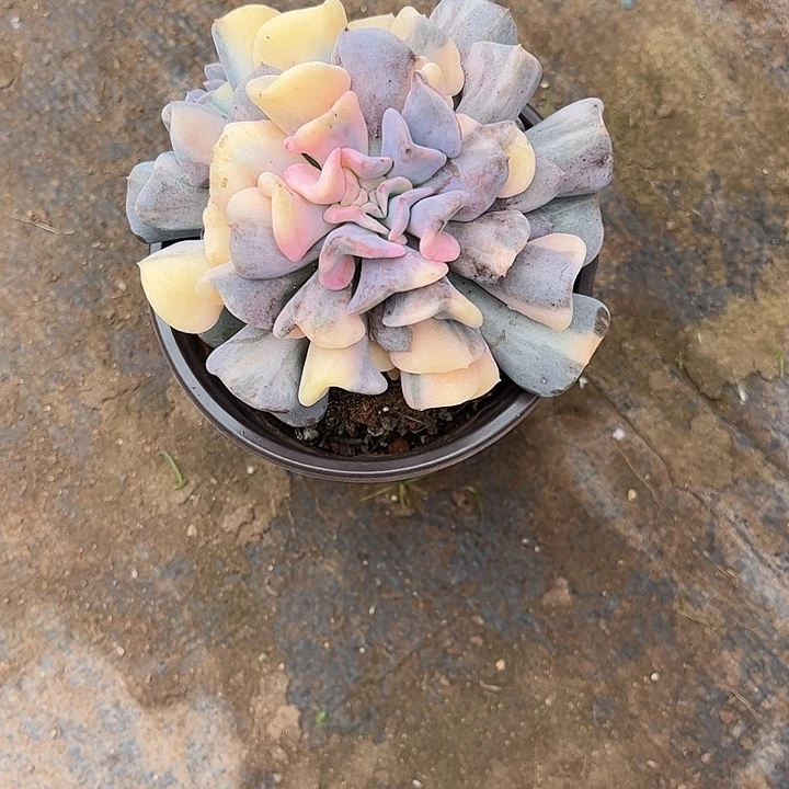 樱***花血精灵锦，一物一拍