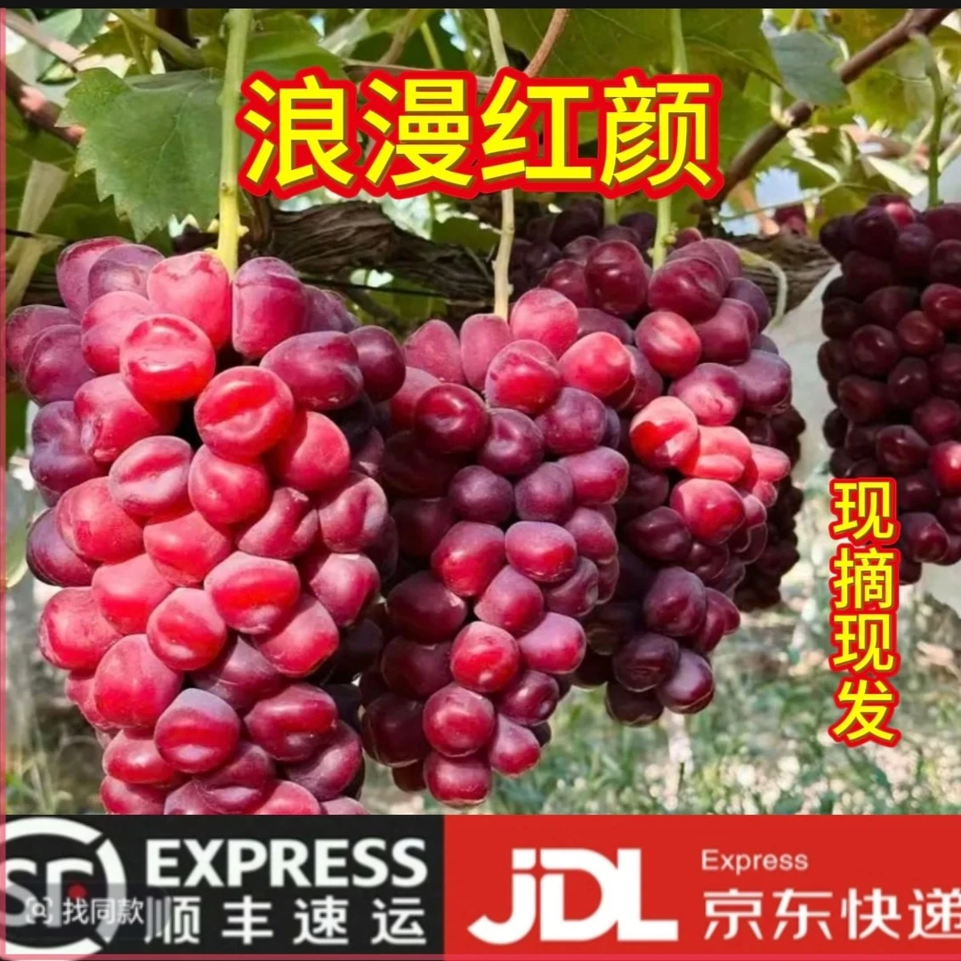 【顺丰京东包邮】陕西新鲜浪漫红颜爱心葡萄现摘水果纯甜无籽提子