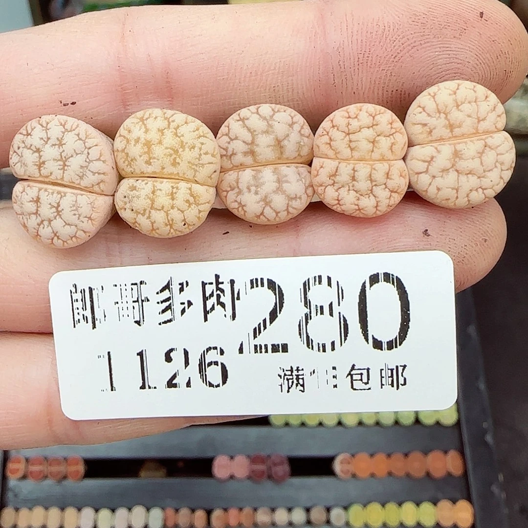 满满18包邮1126-280