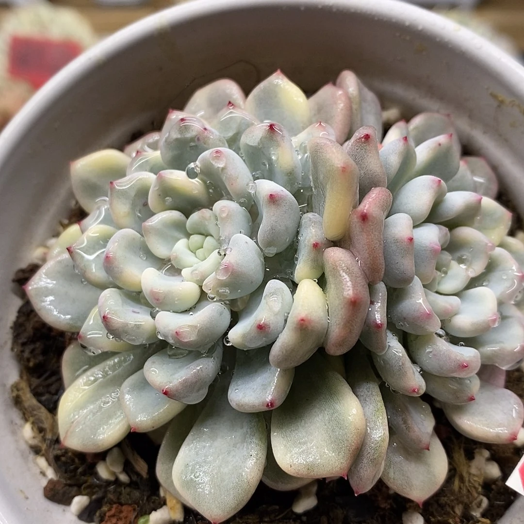 1345 橘子冰覆轮锦无砍双头