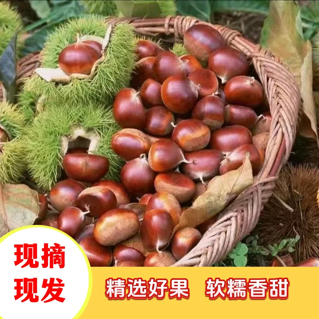 【飞扬助农】正宗大别山板栗2025新鲜采摘毛栗子零食坚果非锥栗