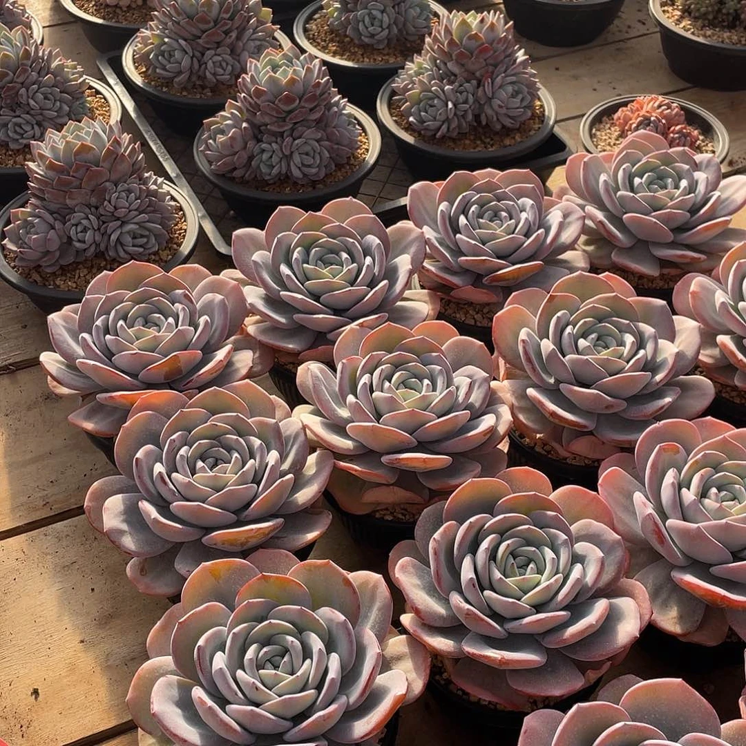 兰***兰多肉植物多肉植物