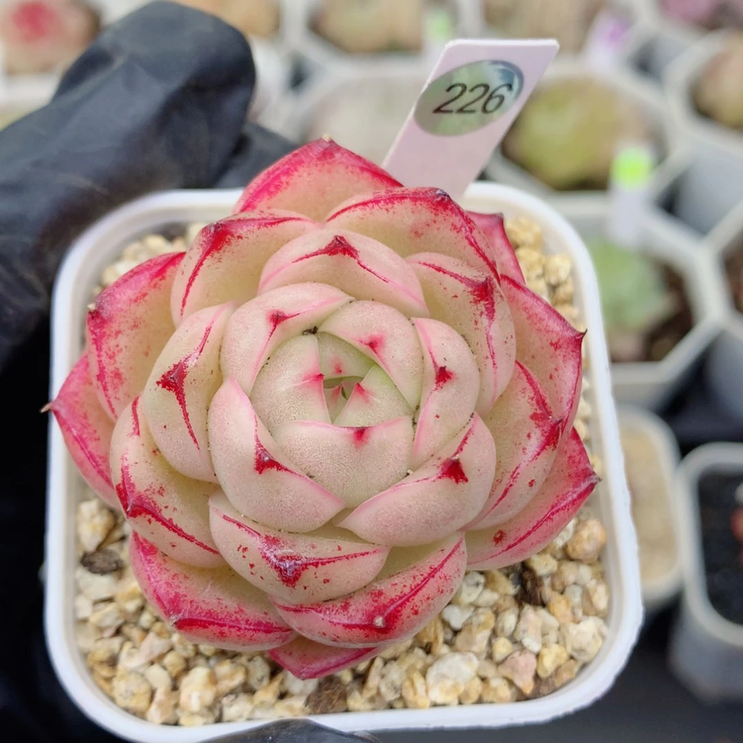 麦秆58包邮  群生不包整226