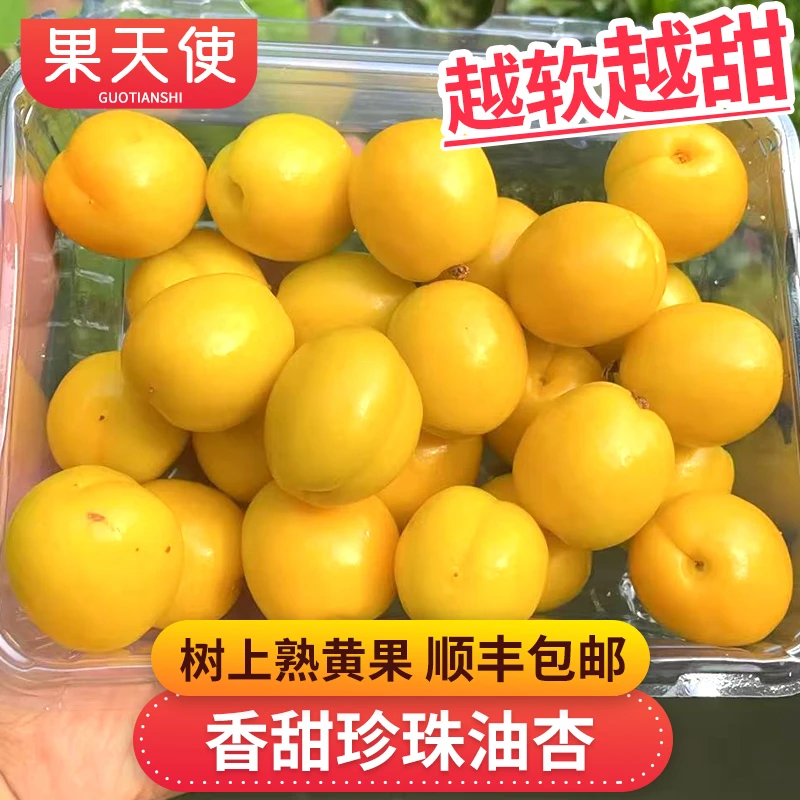 【果天使】香甜珍珠油杏3斤越软越甜树上熟黄果新鲜水果 顺丰包邮