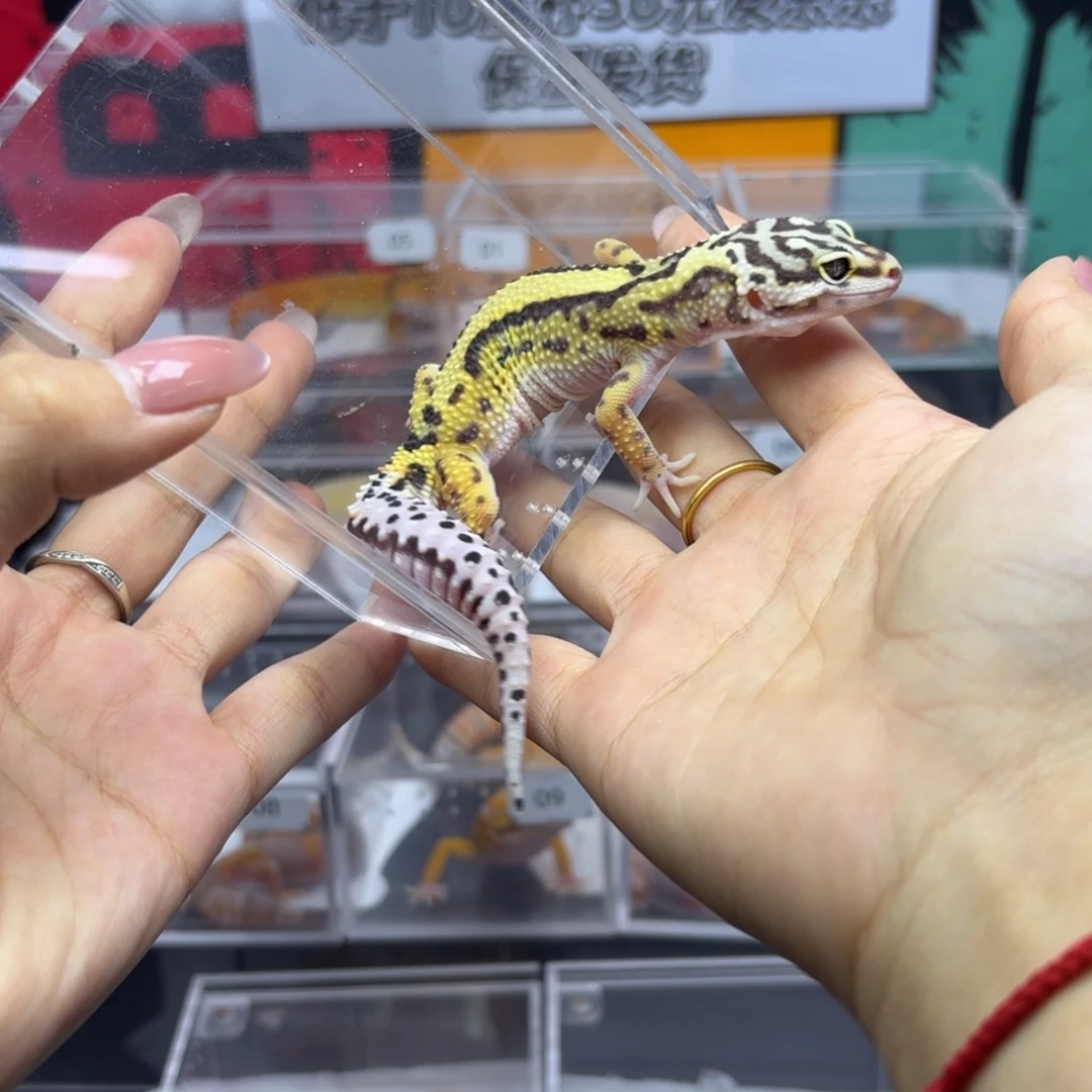 豹纹守宫土匪直线 母 J031