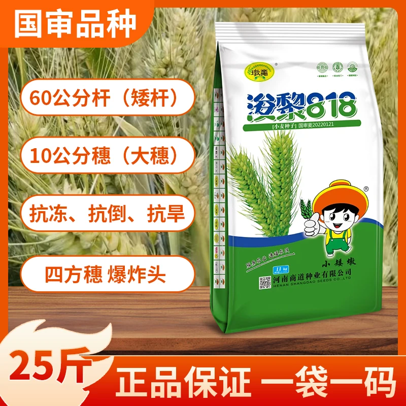 浚黎818国审高产稳产矮杆抗优质耐寒早熟小麦种子品种隆平高科