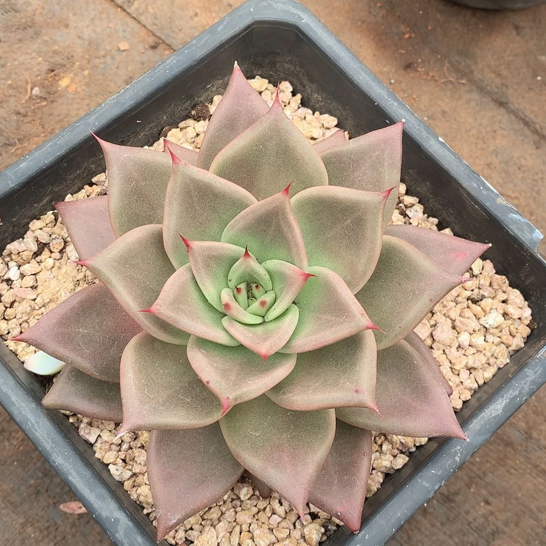 156杂一物一拍多肉