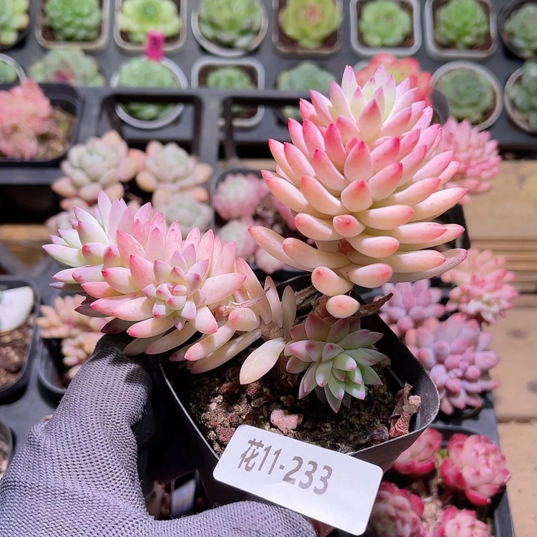 花11-233树冰双头