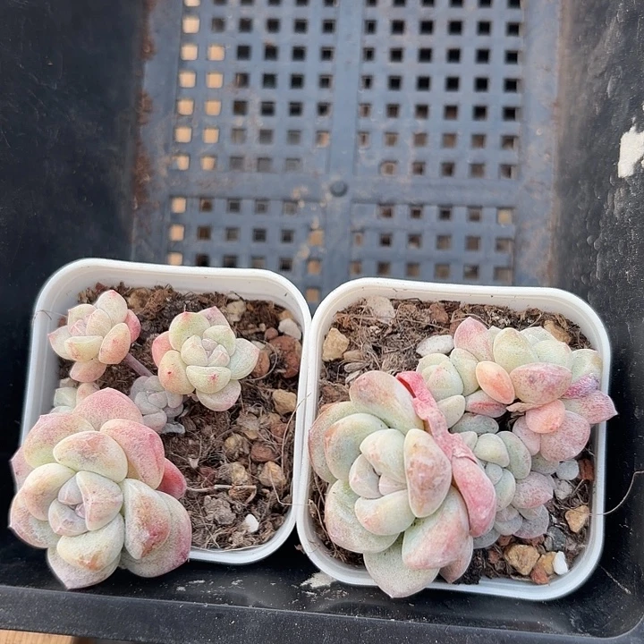 章****170 号到手1框一物一拍