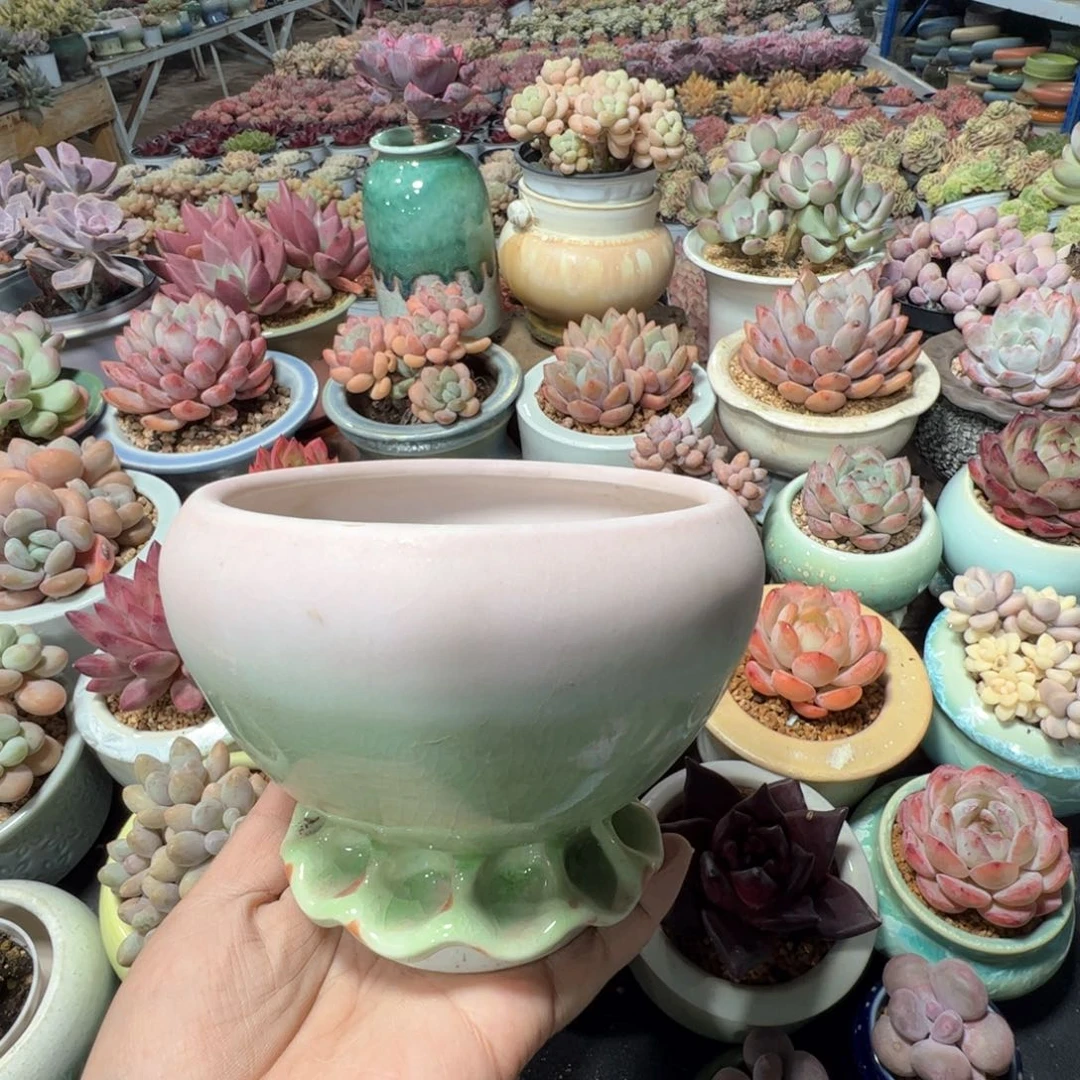 凑满50发货 内口10