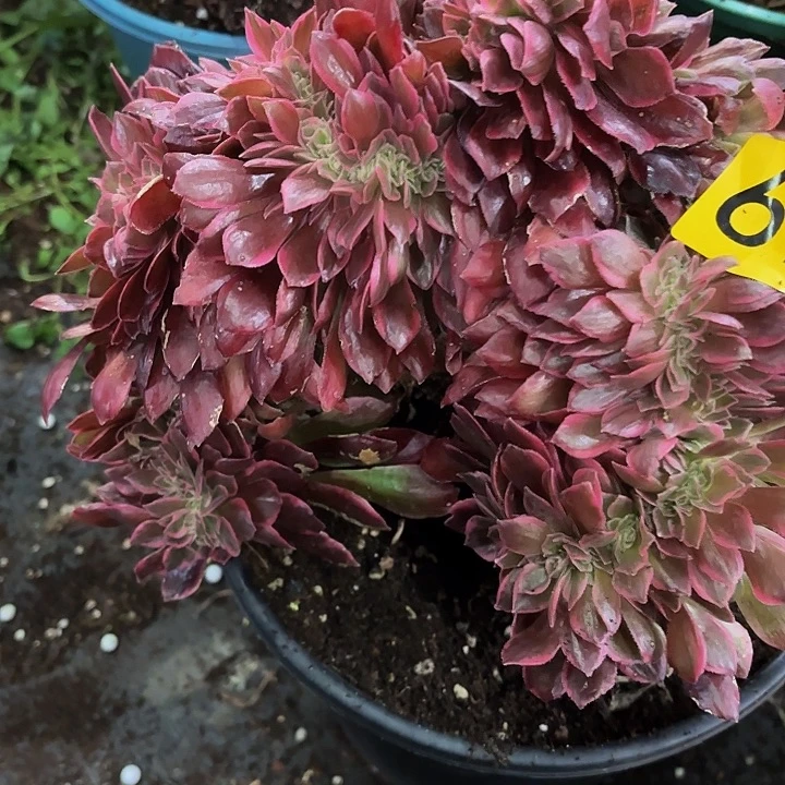 多肉植物福啊利696