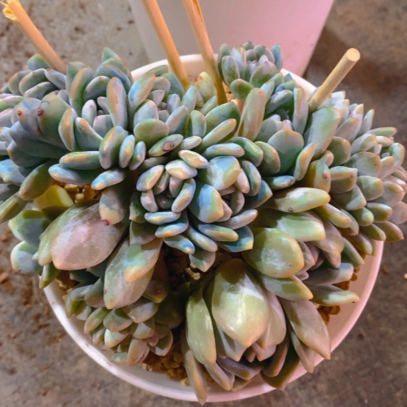 【闪购商品】啵***11111111寄养