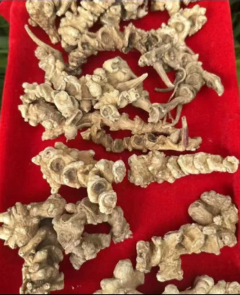中缅边境山货【天王参】