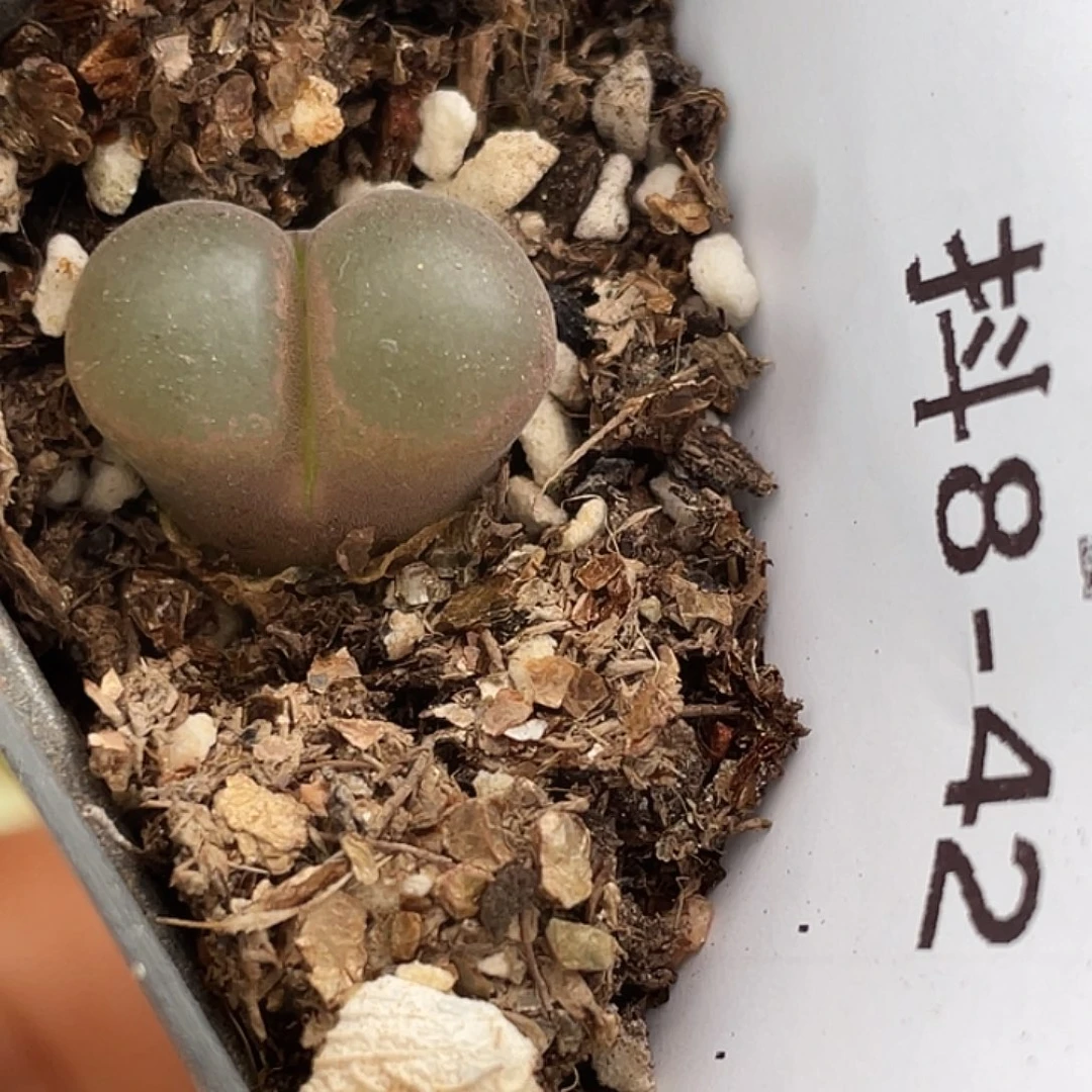 8-42小苗c10多肉植物