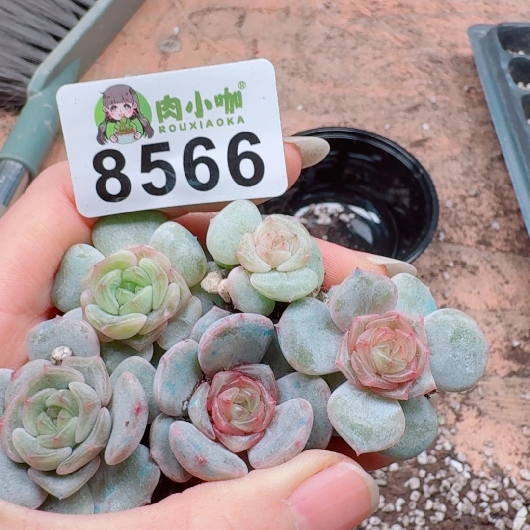 多肉植物多肉植物