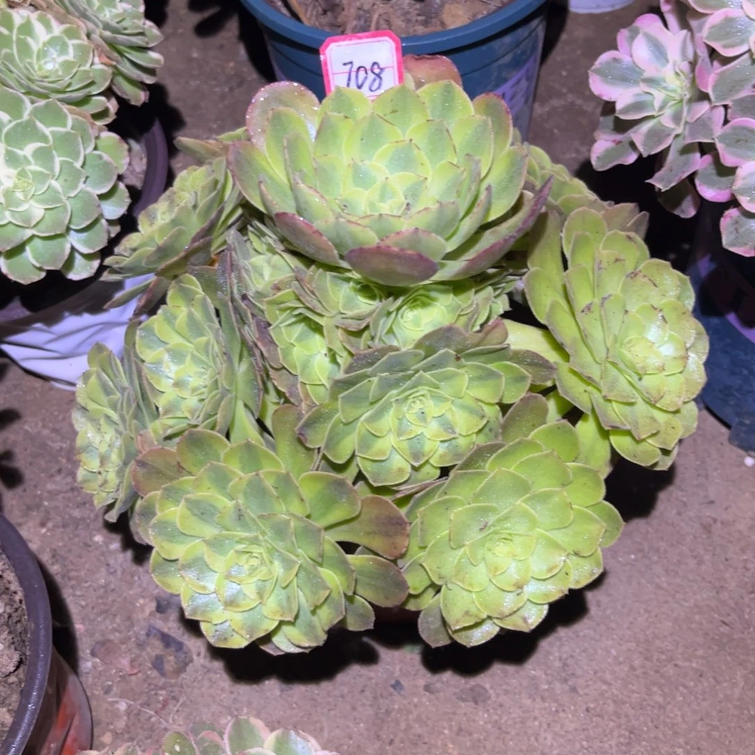 708多肉植物雨荷法师