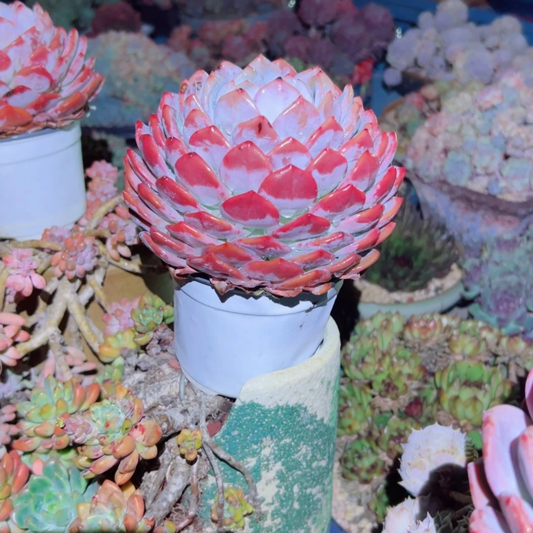 精品多肉植物老桩随机
