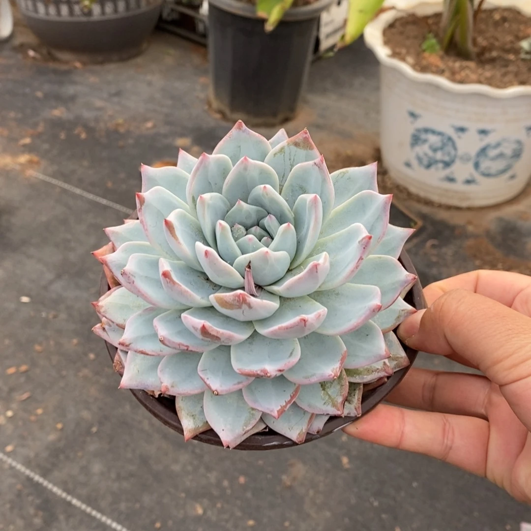 粉蓝鸟大单头老桩