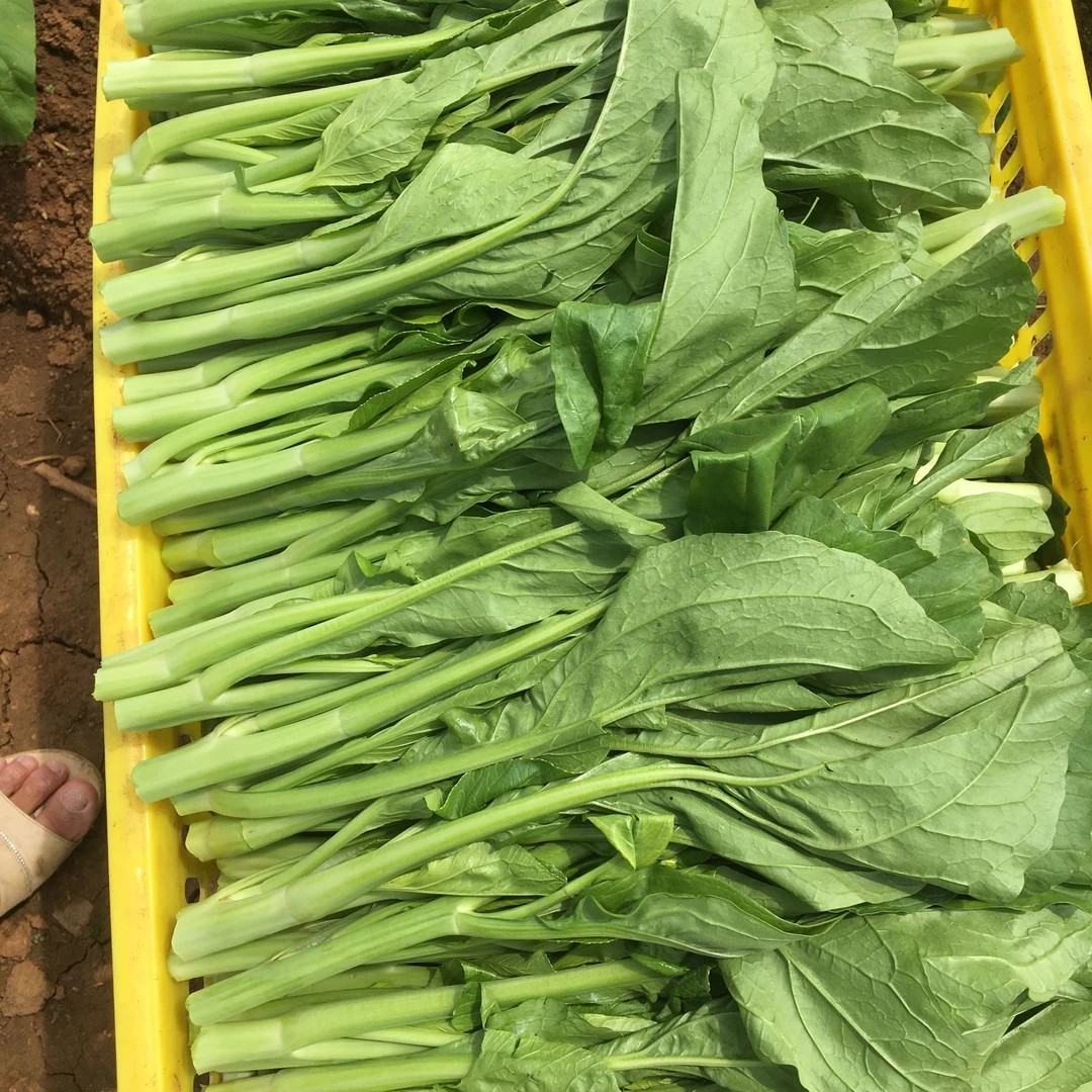 连州2号菜心10斤装/5斤装